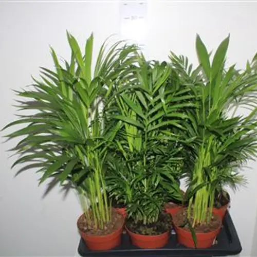 Dypsis (Areka) Schnapch. Von Uhr T17 H070