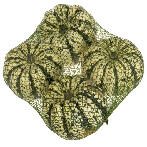 Zierkürbis weiss/grün Heart of Gold 12cm Im Netz