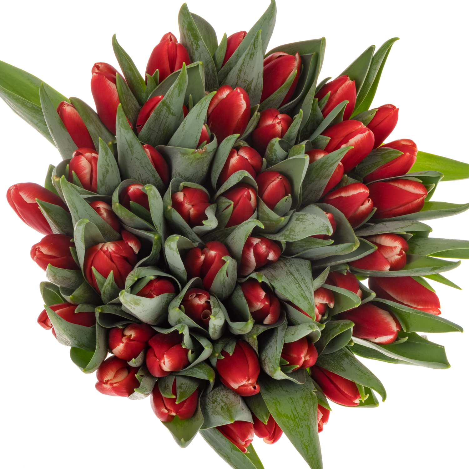 Tulpe rot Aston 32 Gramm