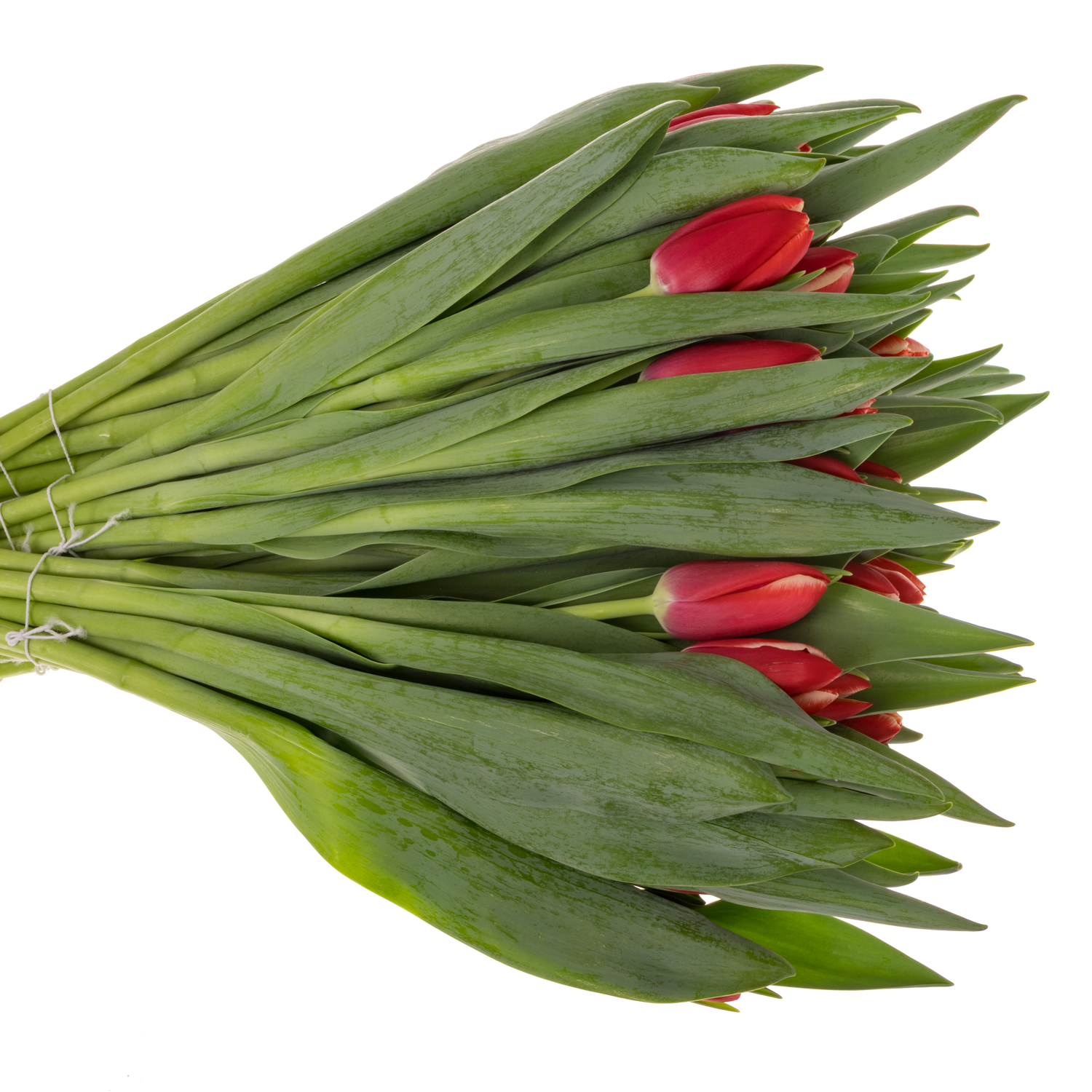 Tulpe rot Aston 32 Gramm