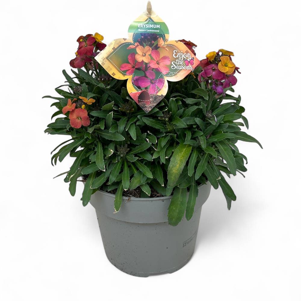 Erysimum Wallart Berry T19 H045