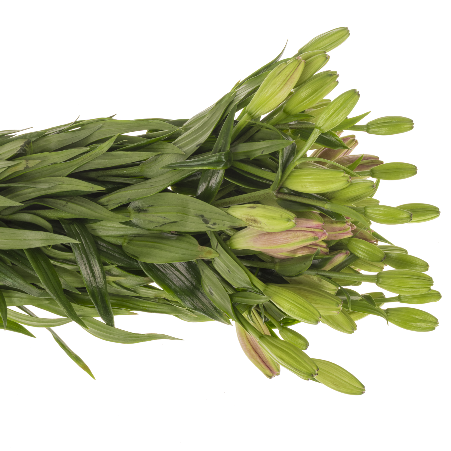 Lilie asiatisch hell rosa Twinlife Pink 4+ Blüte 80cm