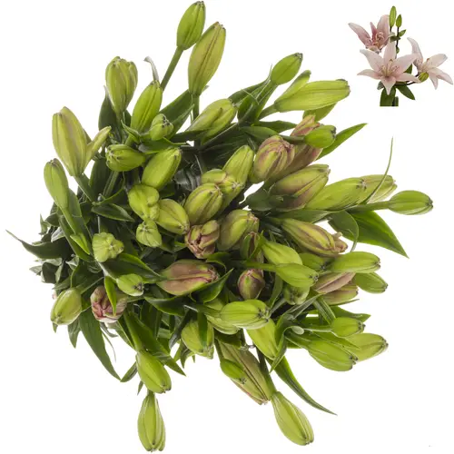 Lilie asiatisch hell rosa Twinlife Pink 4+ Blüte 80cm