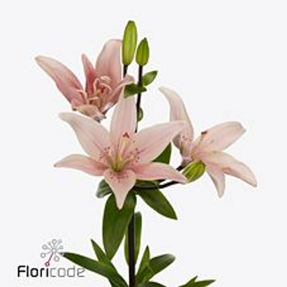 Lilie asiatisch hell rosa Twinlife Pink 4+ Blüte 80cm