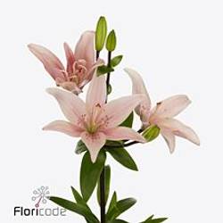 Lilie asiatisch hell rosa Twinlife Pink 4+ Blüte 80cm