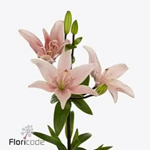 Lilie asiatisch hell rosa Twinlife Pink 4+ Blüte 80cm