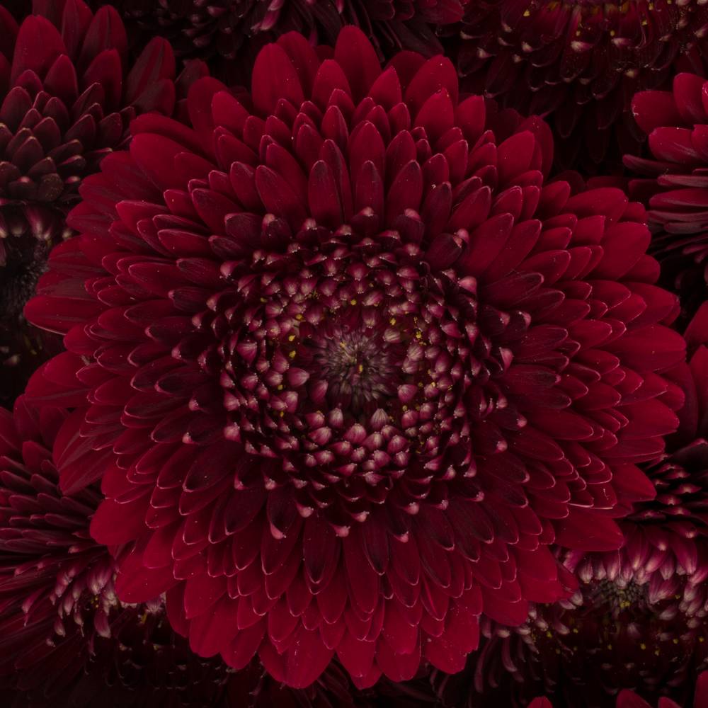Germini rot Pomponi Black Pearl 