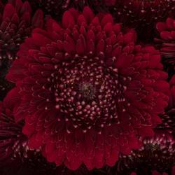 Germini rot Pomponi Black Pearl 