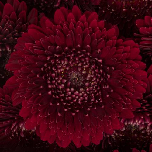 Germini rot Pomponi Black Pearl 