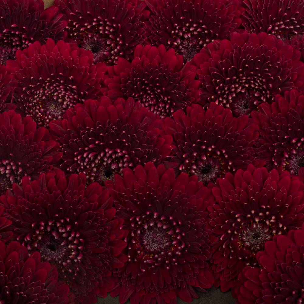 Germini rot Pomponi Black Pearl 