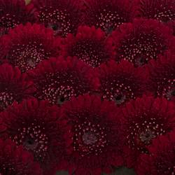 Germini rot Pomponi Black Pearl 