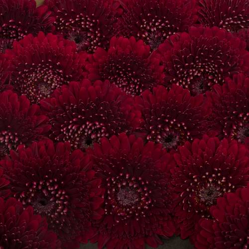 Germini rot Pomponi Black Pearl 