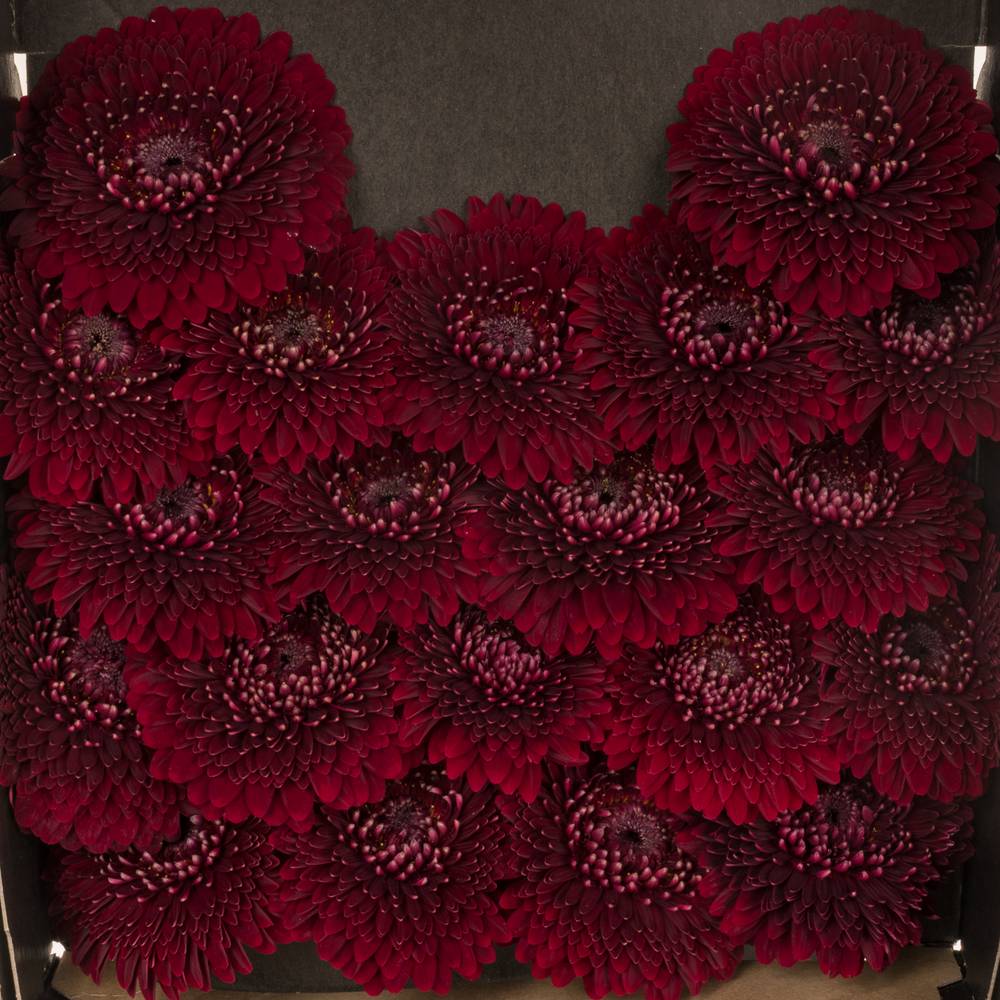 Germini rot Pomponi Black Pearl 
