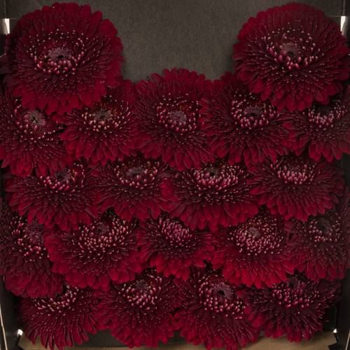 Germini rot Pomponi Black Pearl 