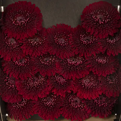 Germini rot Pomponi Black Pearl 