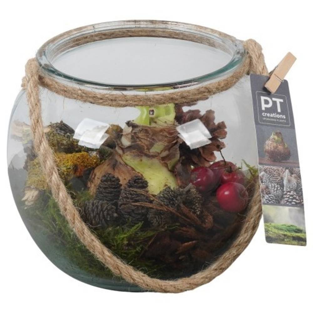 Amaryl.Arr PTAA7578 rote Bl. T19 H018