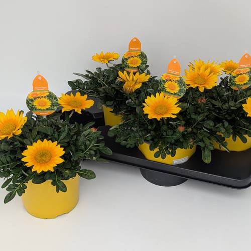 Gazania gelb SunCarpet T17 H025