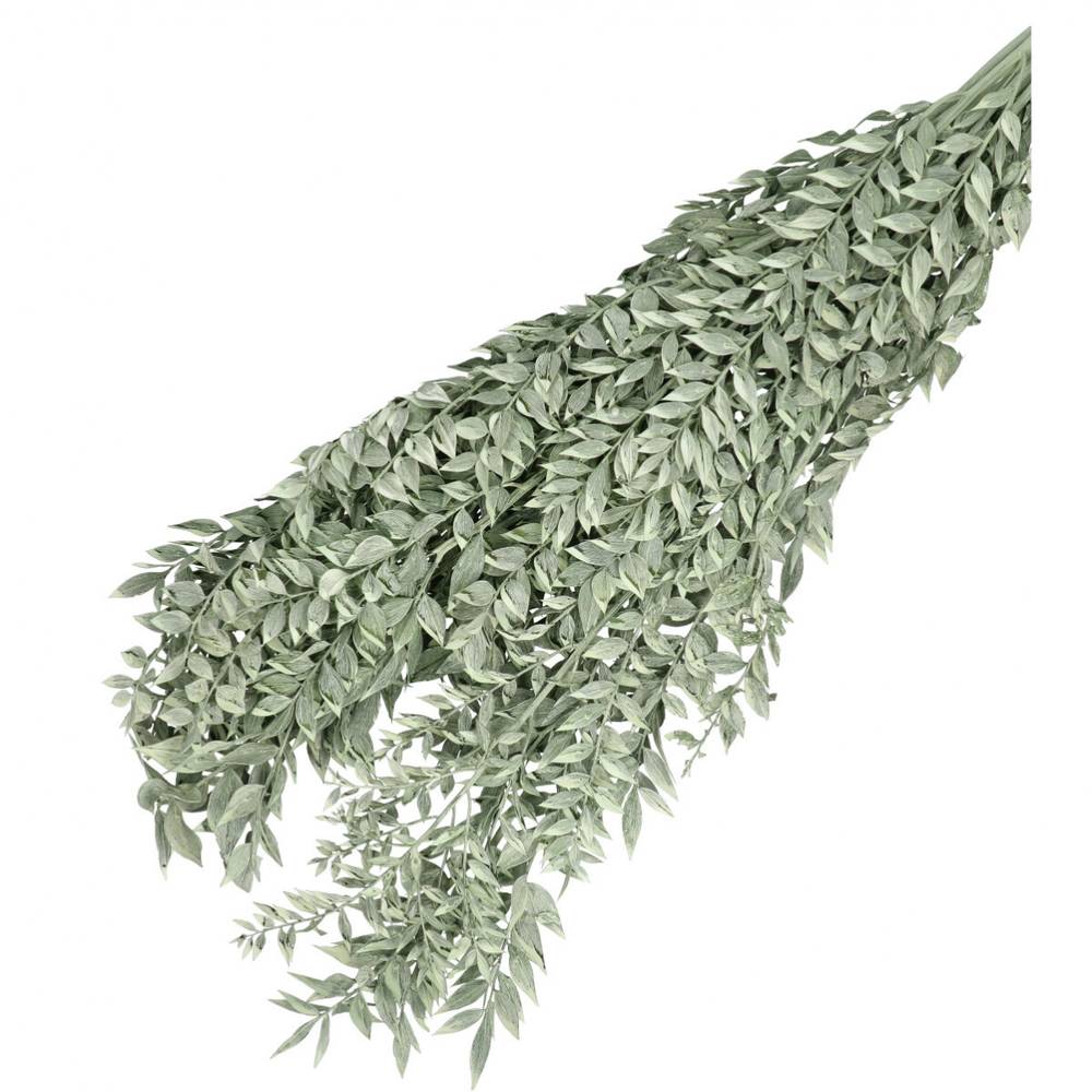 Trocken Ruscus hell grün L65cm 110gr