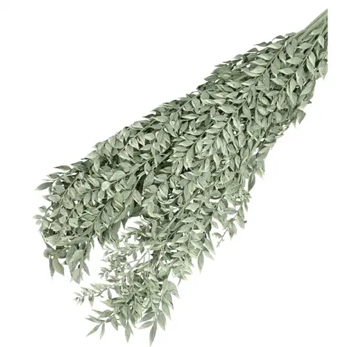 Trocken Ruscus hell grün L65cm 110gr