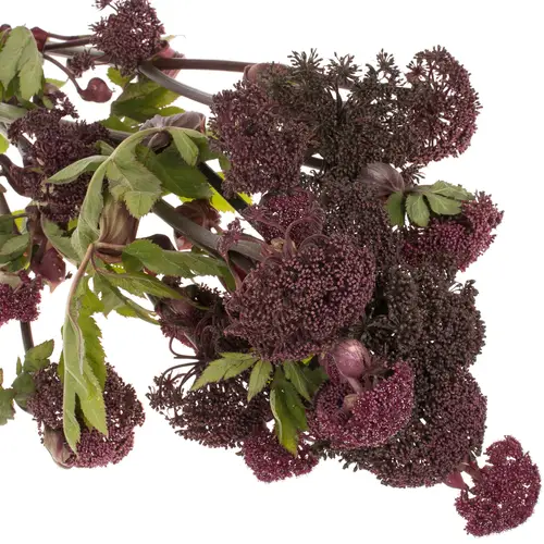 Angelica Giga 95cm