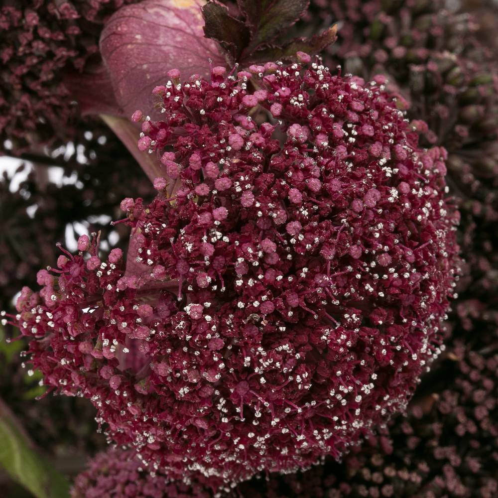 Angelica Giga 95cm