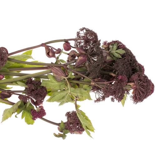 Angelica Giga 95cm