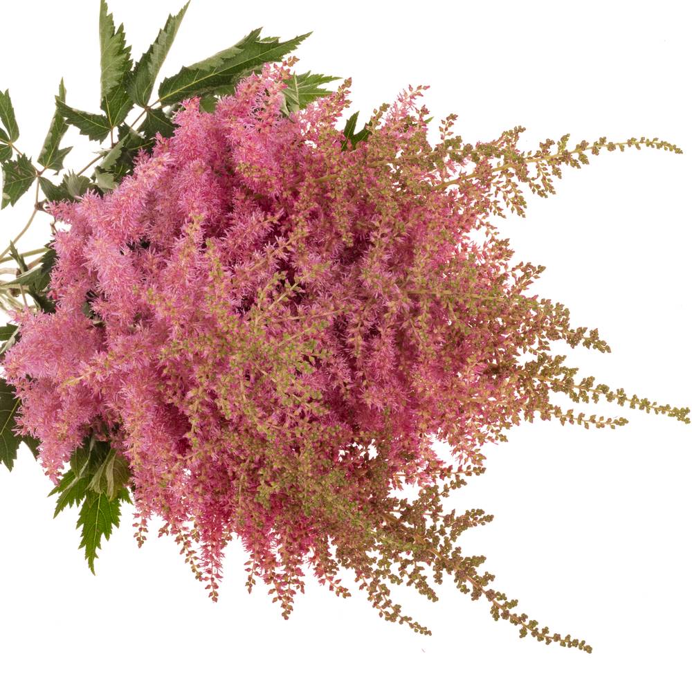 Spirea rosa Anita Pfeifer 60cm