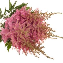 Spirea rosa Anita Pfeifer 60cm