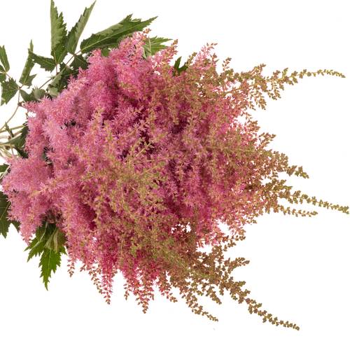 Spirea rosa Anita Pfeifer 60cm