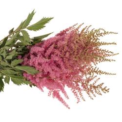 Spirea rosa Anita Pfeifer 60cm