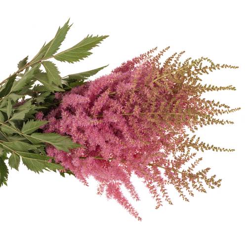 Spirea rosa Anita Pfeifer 60cm