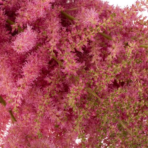 Spirea rosa Anita Pfeifer 60cm