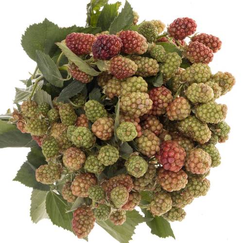 Brombeere rot/grün Am Stiel 60cm