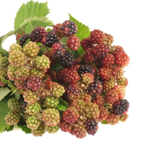 Brombeere rot/grün Am Stiel 60cm