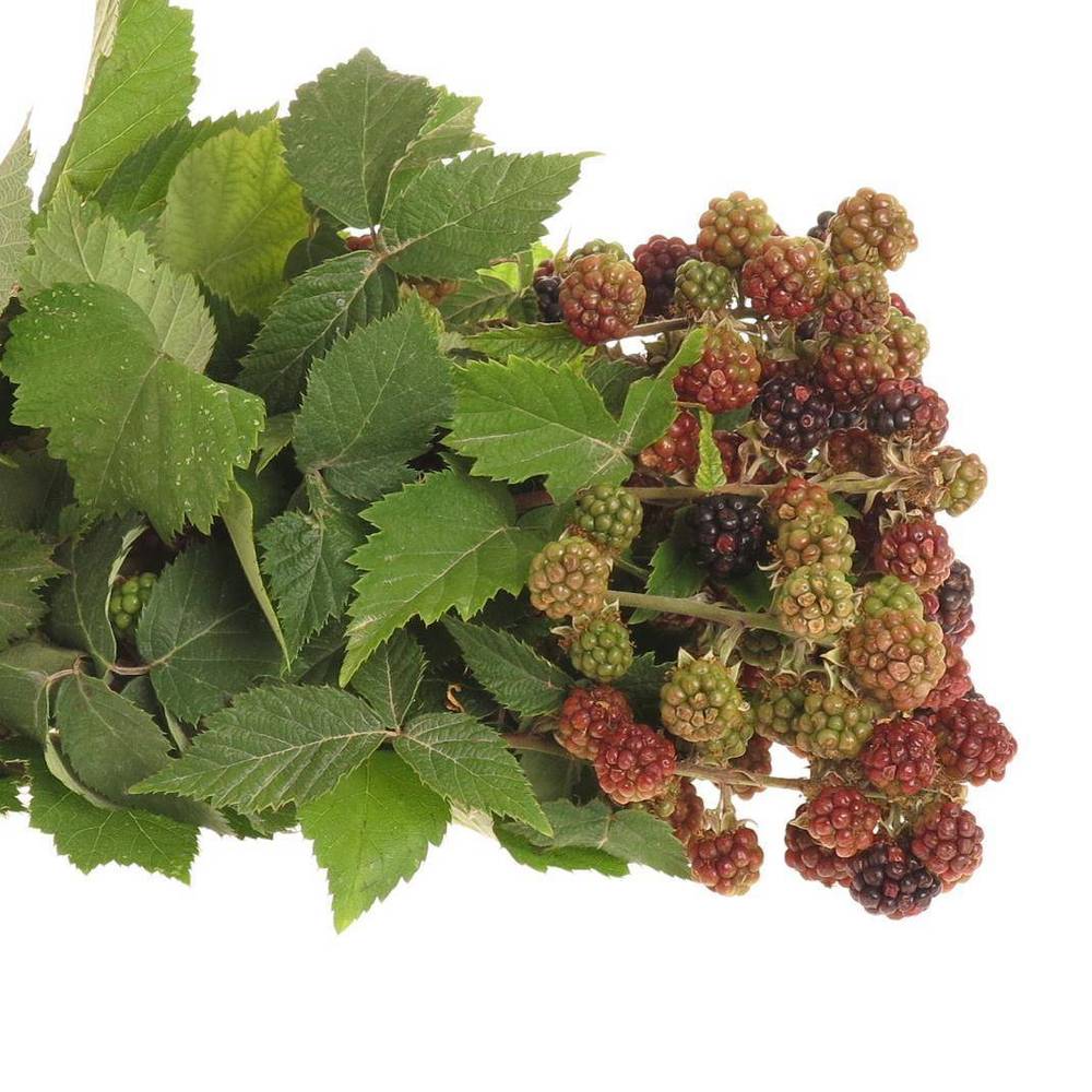 Brombeere rot/grün Am Stiel 60cm