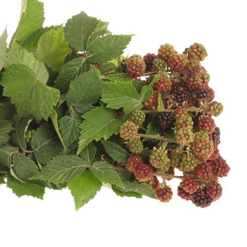 Brombeere rot/grün Am Stiel 60cm
