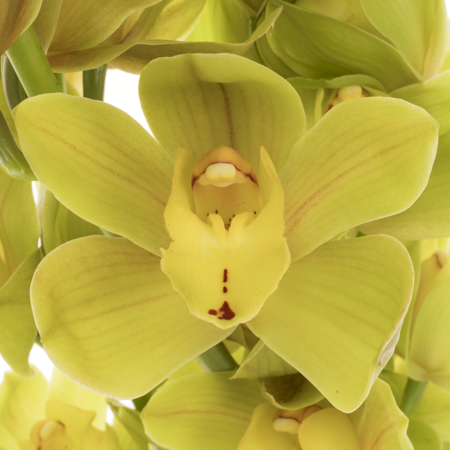 Mini Cymbidium grün Flame 60cm 12+Blüte