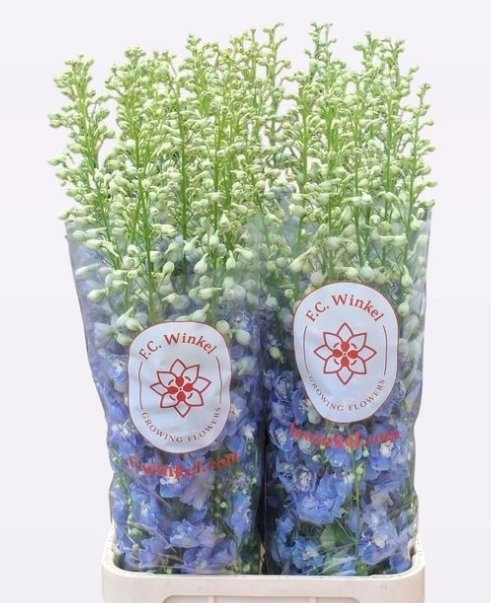 Delphinium blau Aurora extra 120