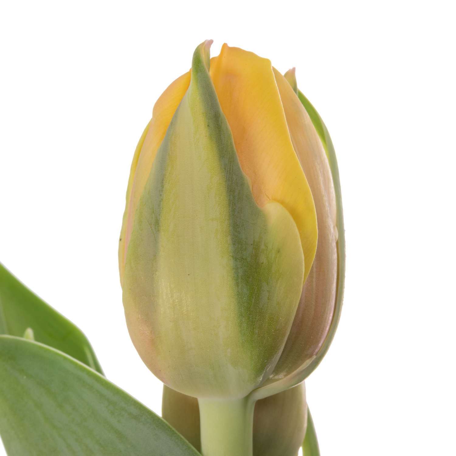 Tulpe apricot doppel Voltage 50 Gramm