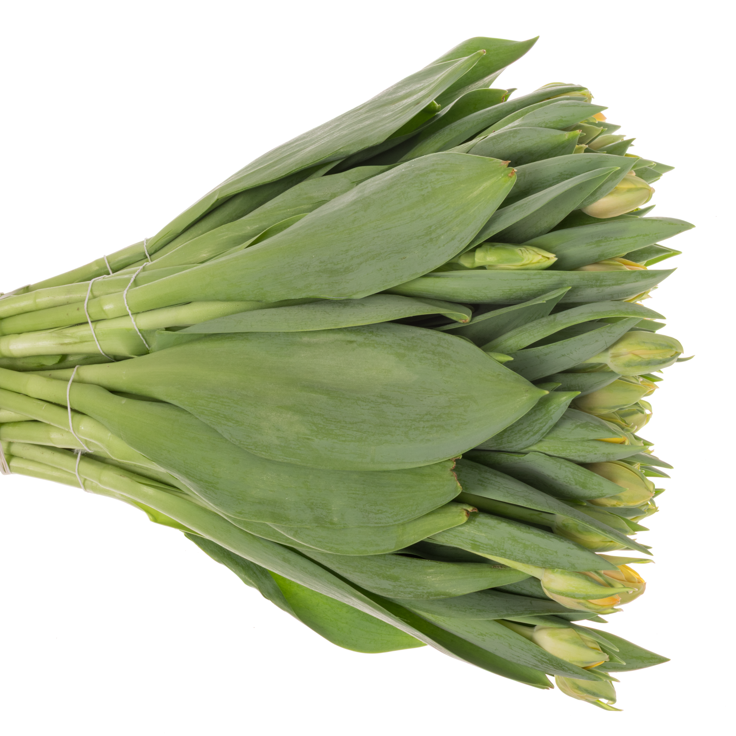 Tulpe apricot doppel Voltage 50 Gramm