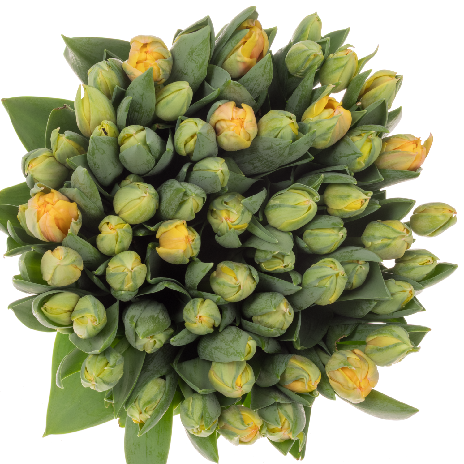 Tulpe apricot doppel Voltage 50 Gramm