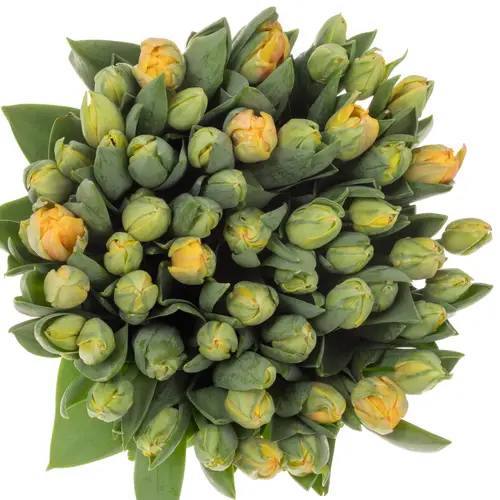 Tulpe apricot doppel Voltage 50 Gramm