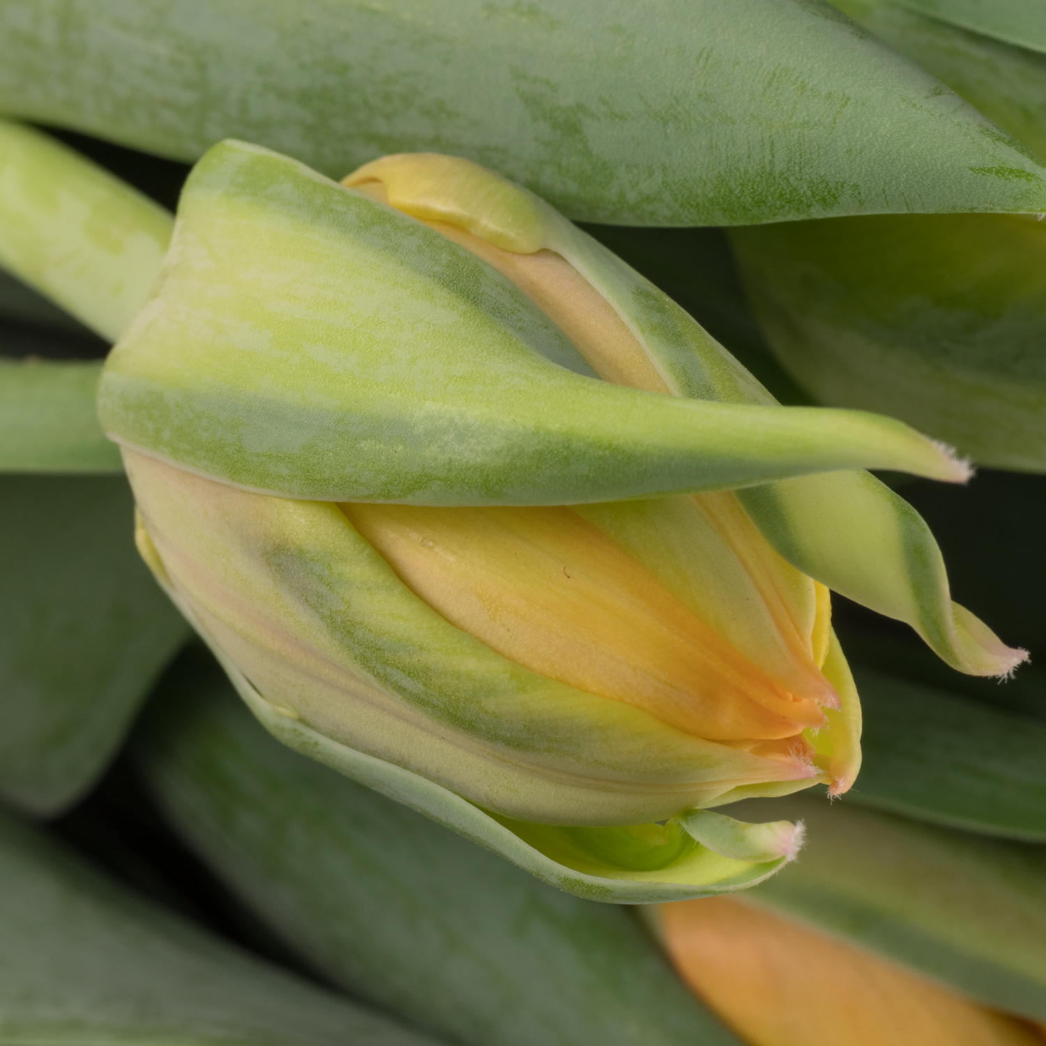 Tulpe apricot doppel Voltage 50 Gramm