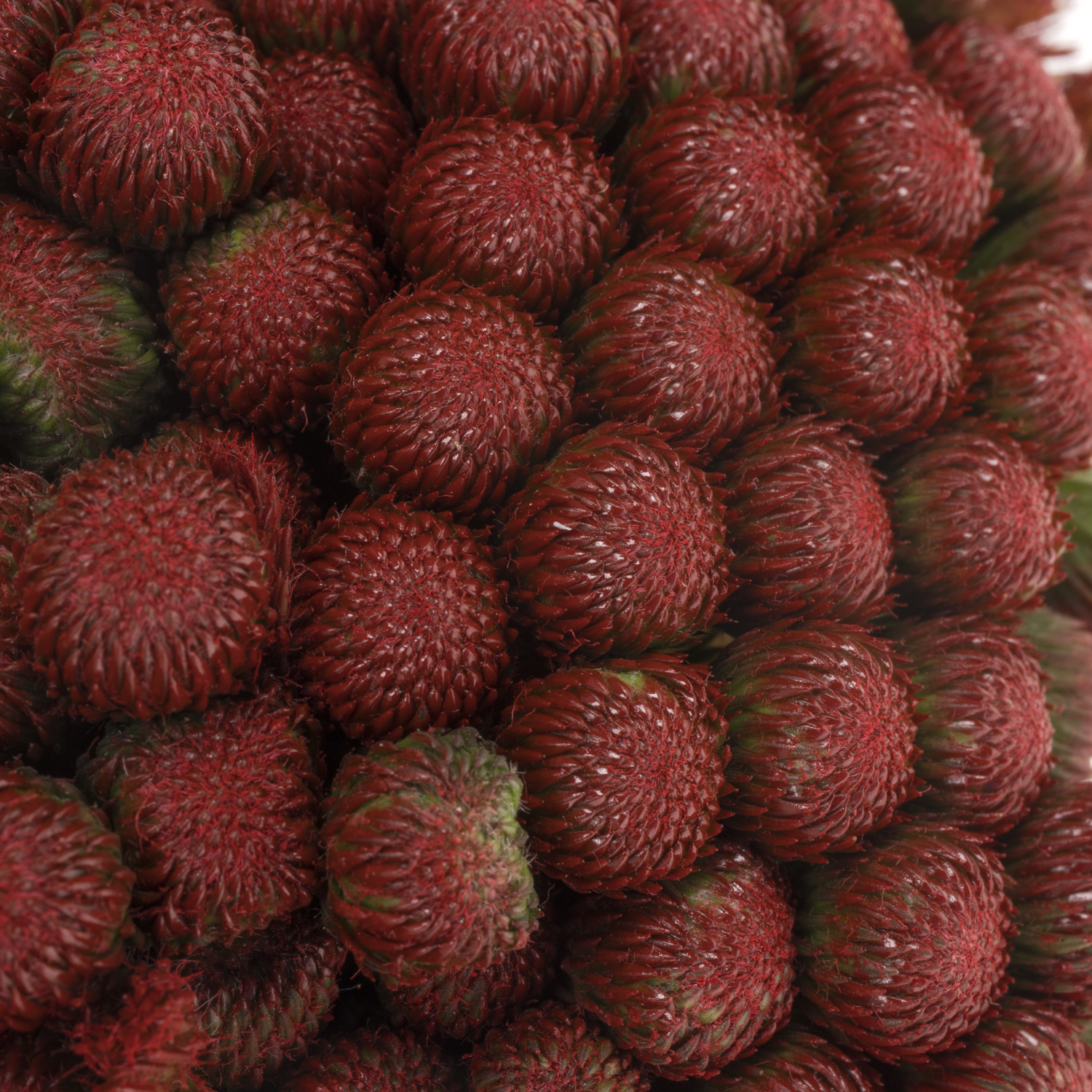 Brunia Albiflora rot gefärbt 50cm