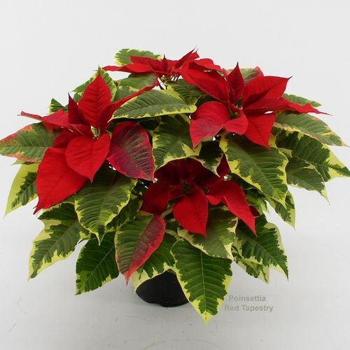 Poins.rot Tapestry Bunt T14 H40