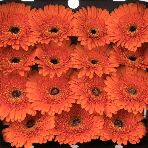 Gerbera orange Candela
