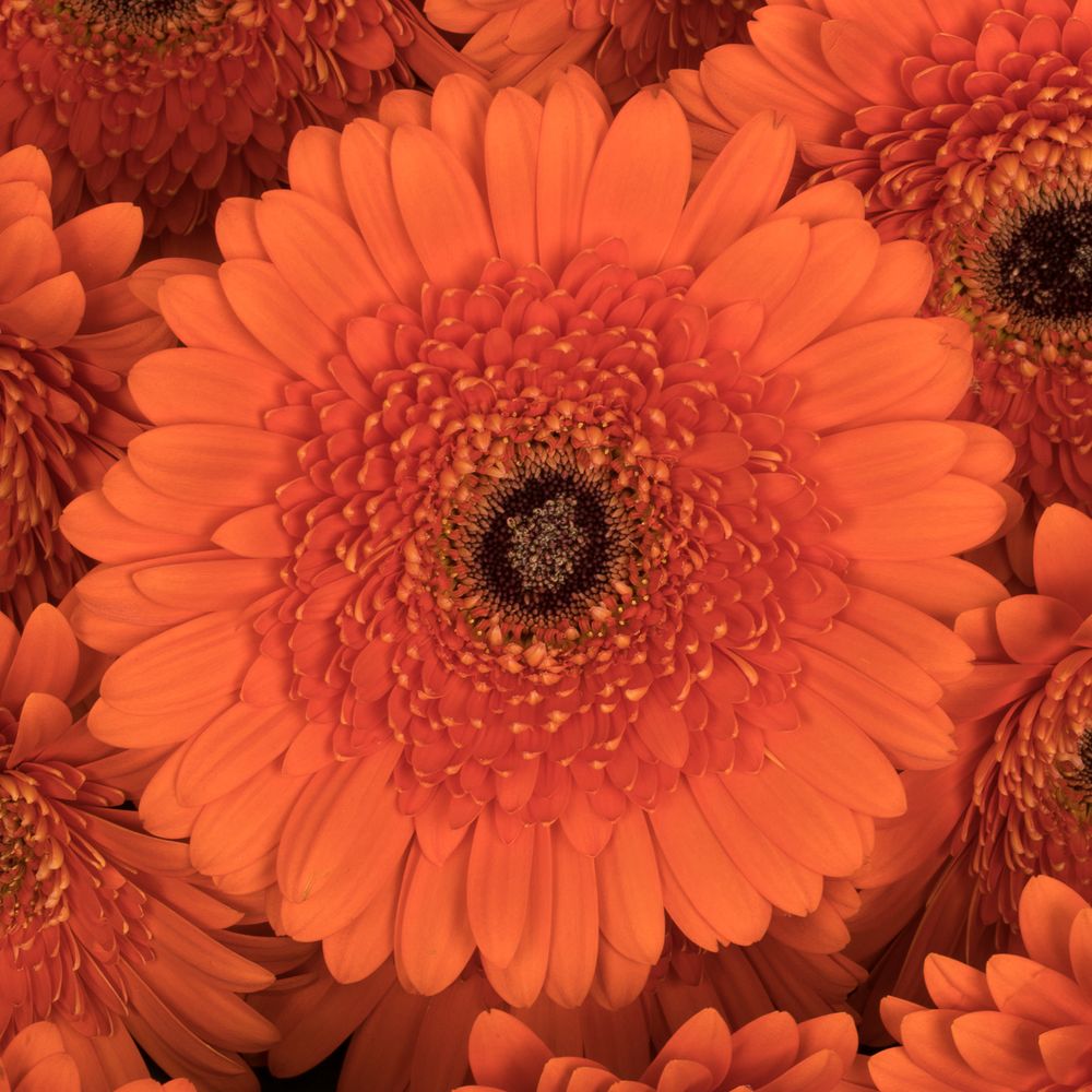 Gerbera orange Candela