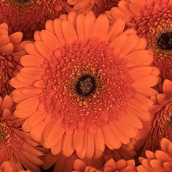 Gerbera orange Candela