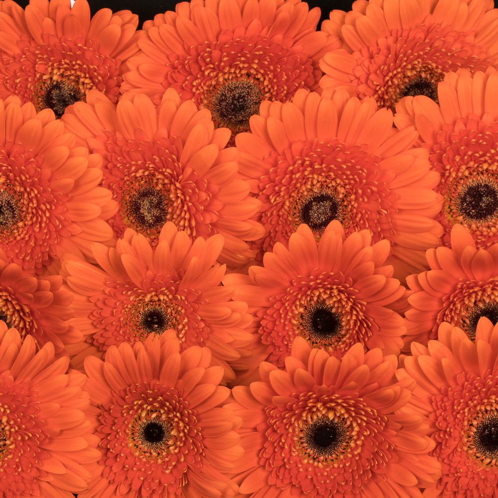 Gerbera orange Candela