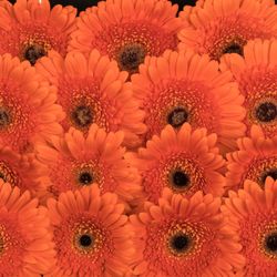 Gerbera orange Candela
